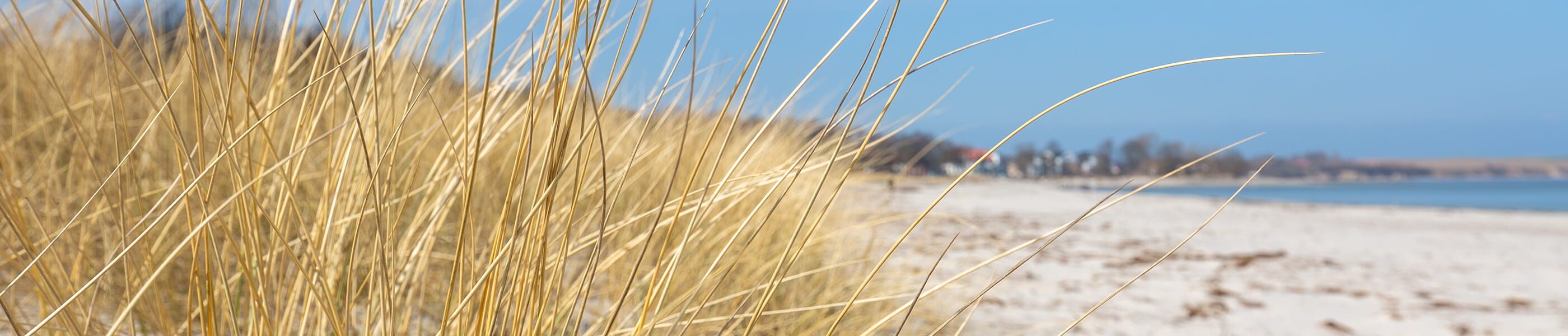 Dünengras im Detail